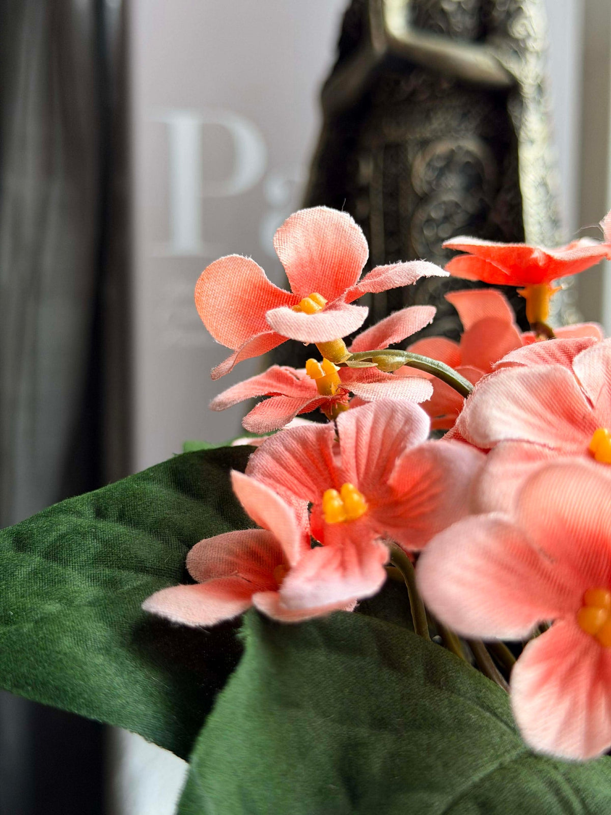 Saintpaulia en pot - plusieurs couleurs