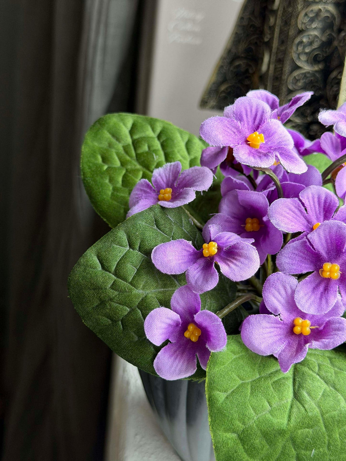 Saintpaulia en pot - plusieurs couleurs