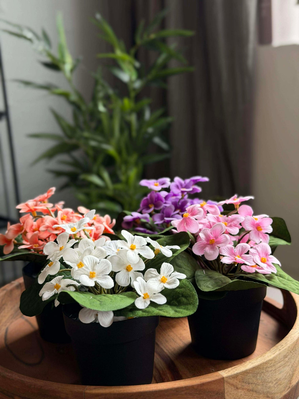 Saintpaulia en pot - plusieurs couleurs