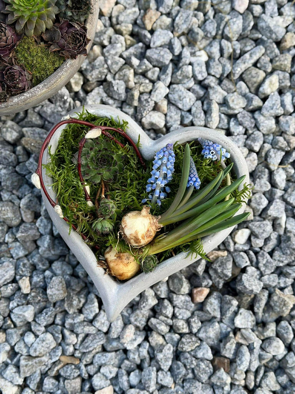 Cœur à planter