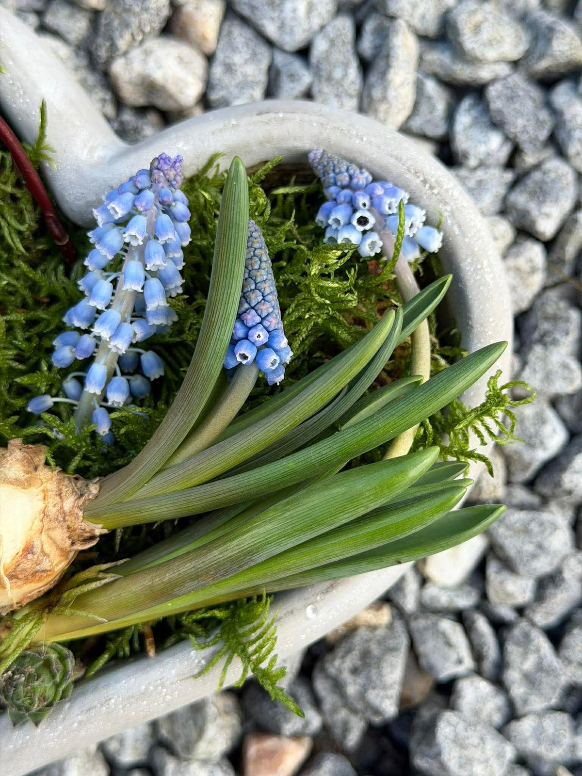 Cœur à planter