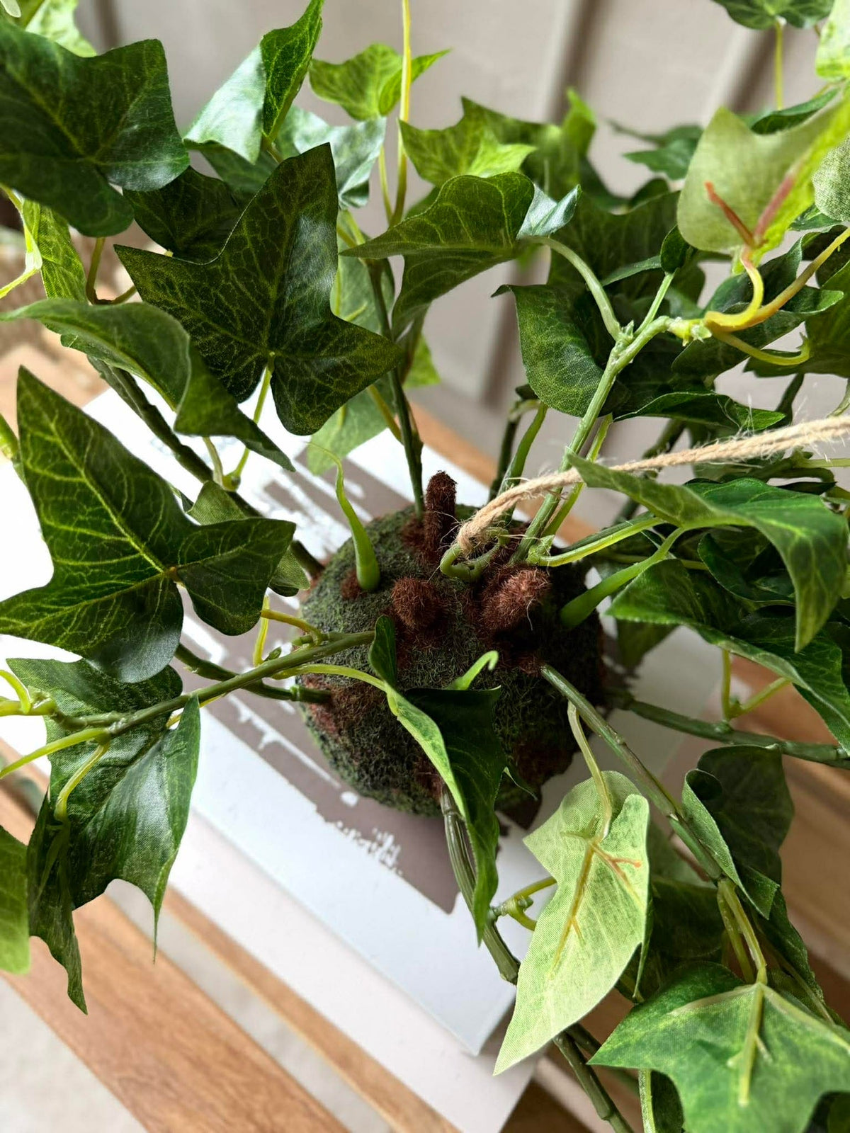 Plante suspendue lierre