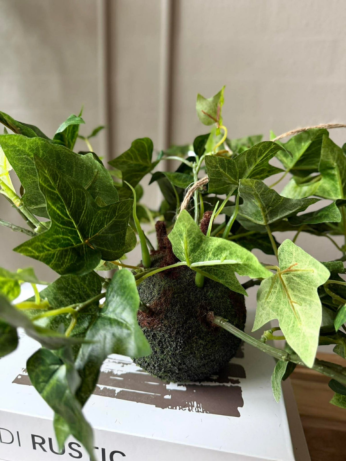 Plante suspendue lierre