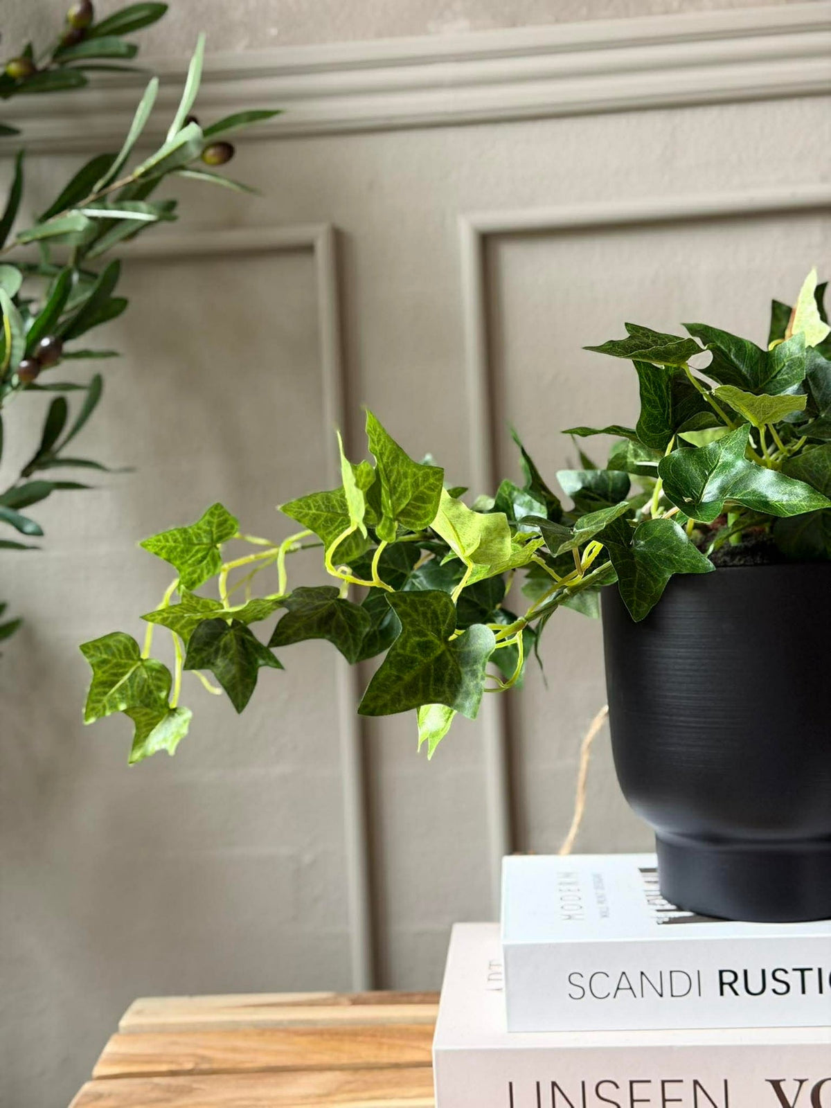 Plante suspendue lierre