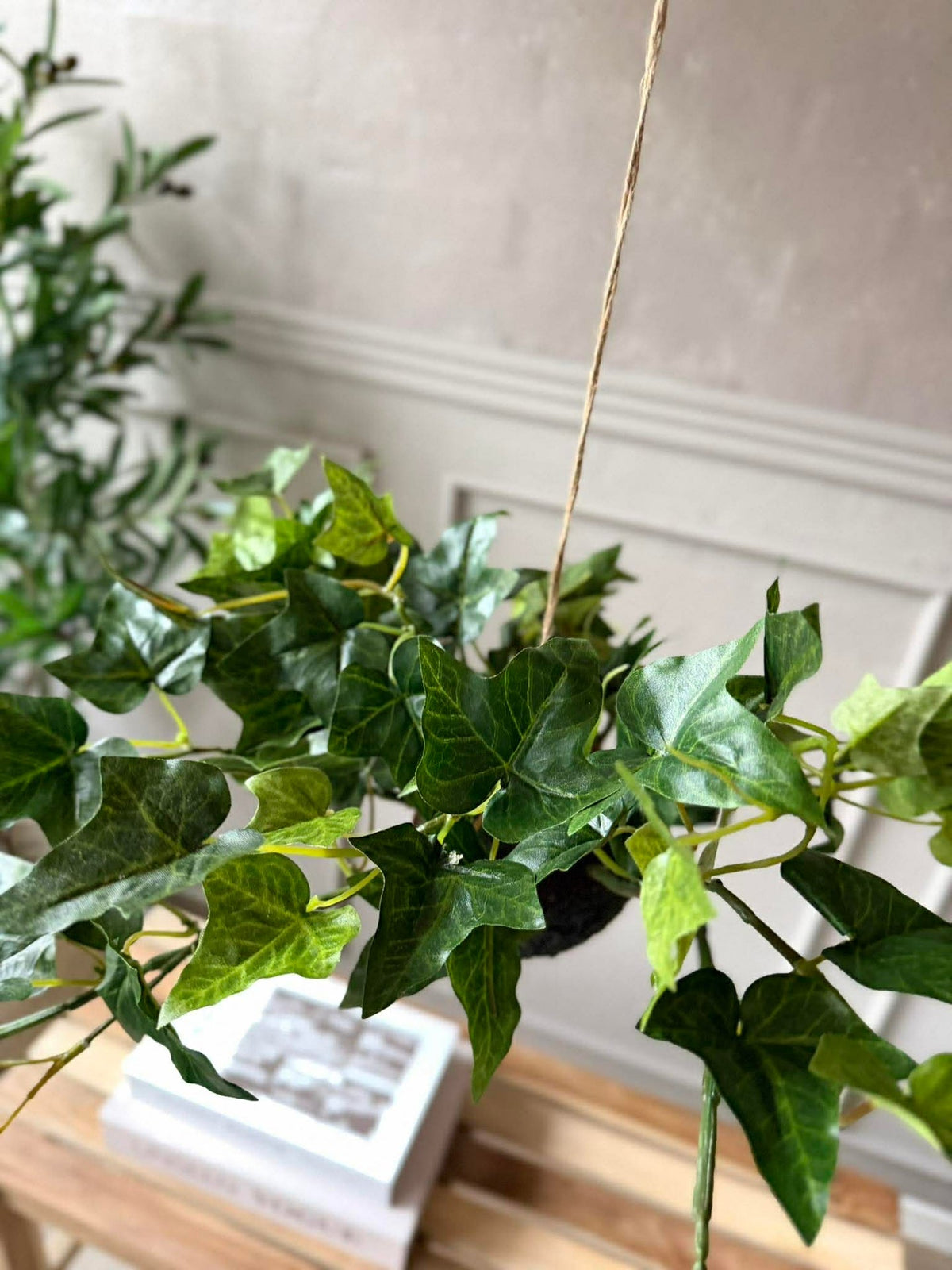 Plante suspendue lierre