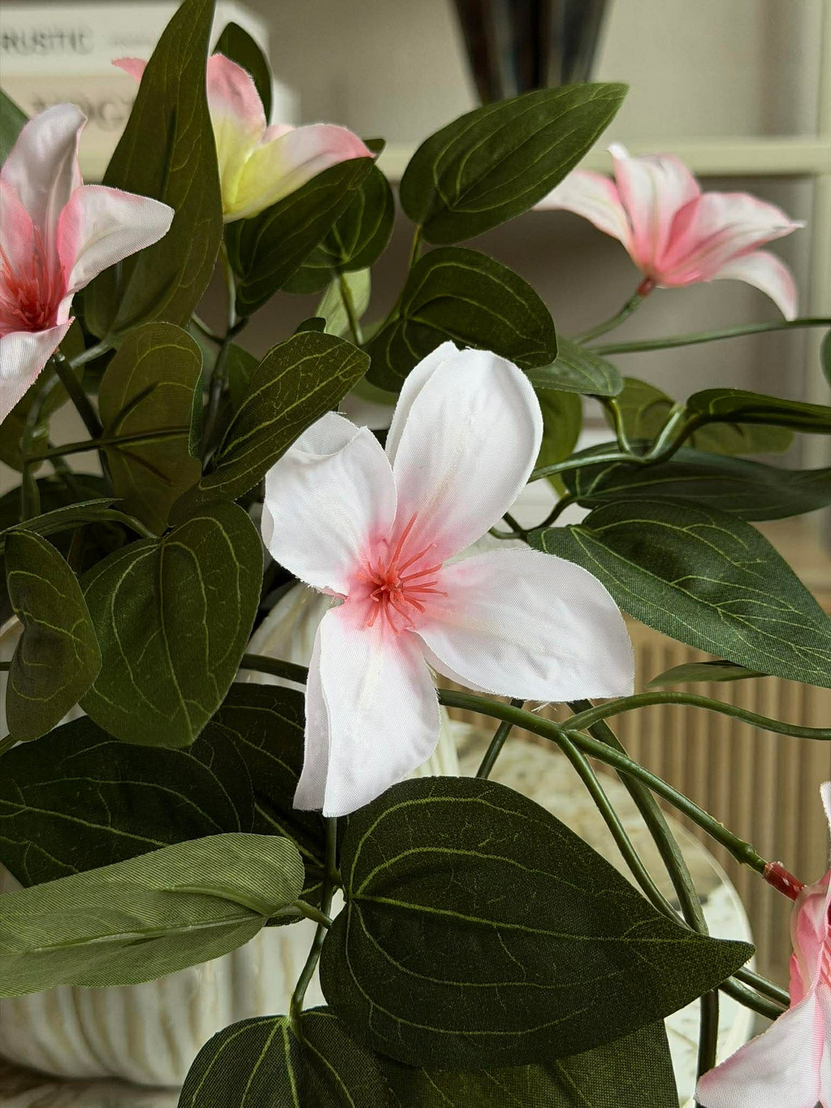 Plante suspendue - plusieurs couleurs