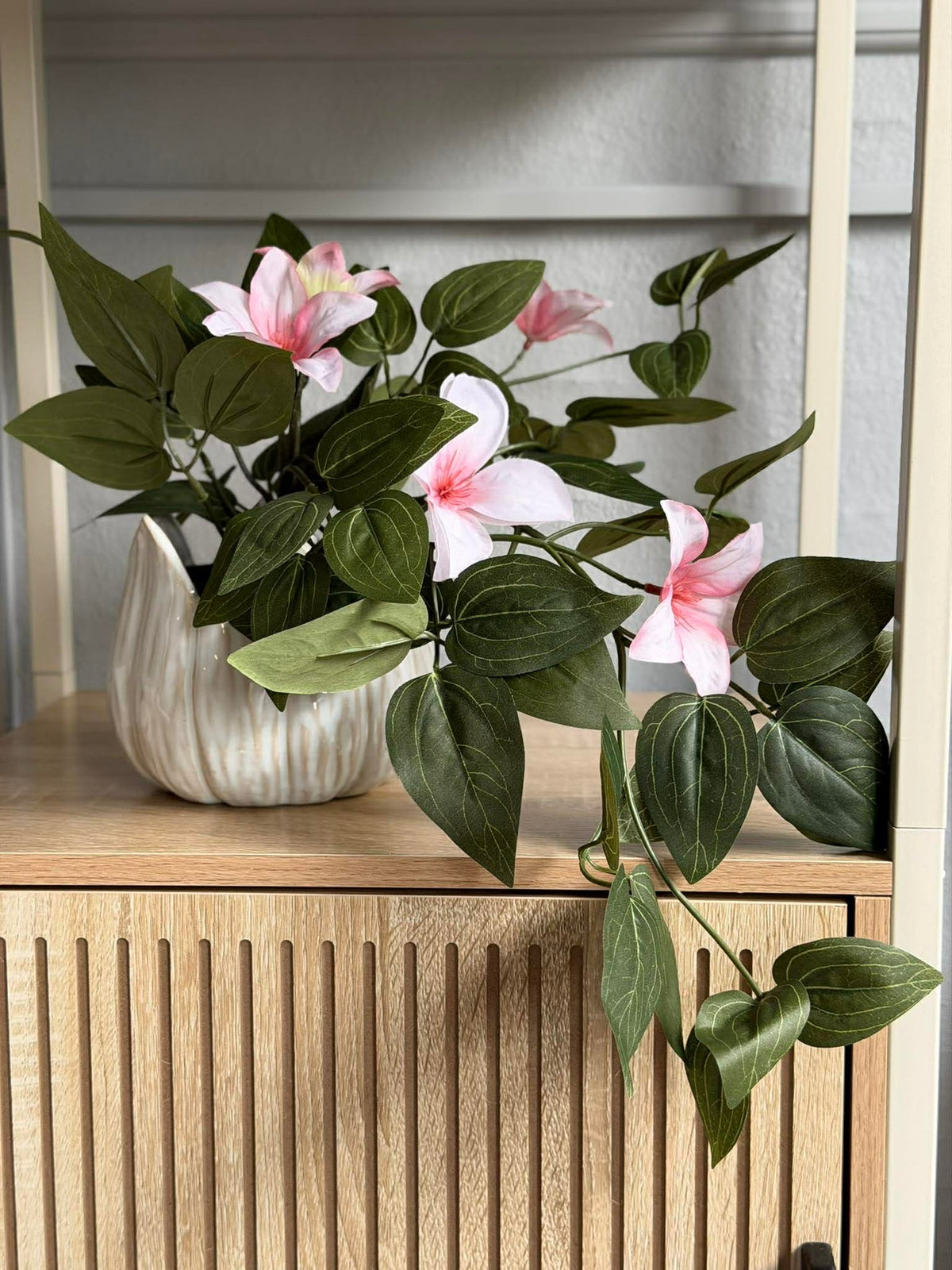 Plante suspendue - plusieurs couleurs