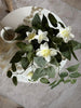 Plante suspendue - plusieurs couleurs