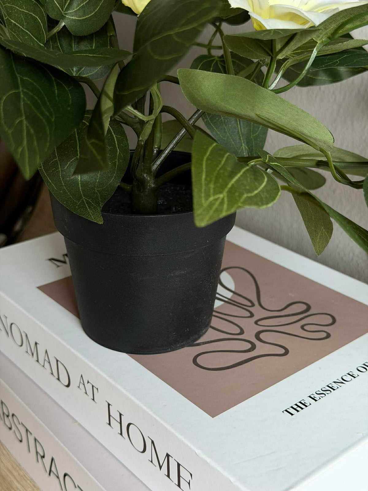 Plante suspendue - plusieurs couleurs