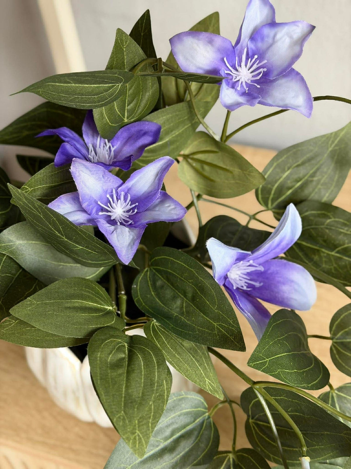 Plante suspendue - plusieurs couleurs