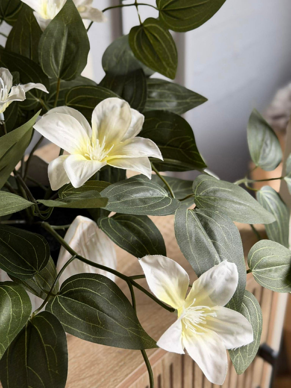Plante suspendue - plusieurs couleurs