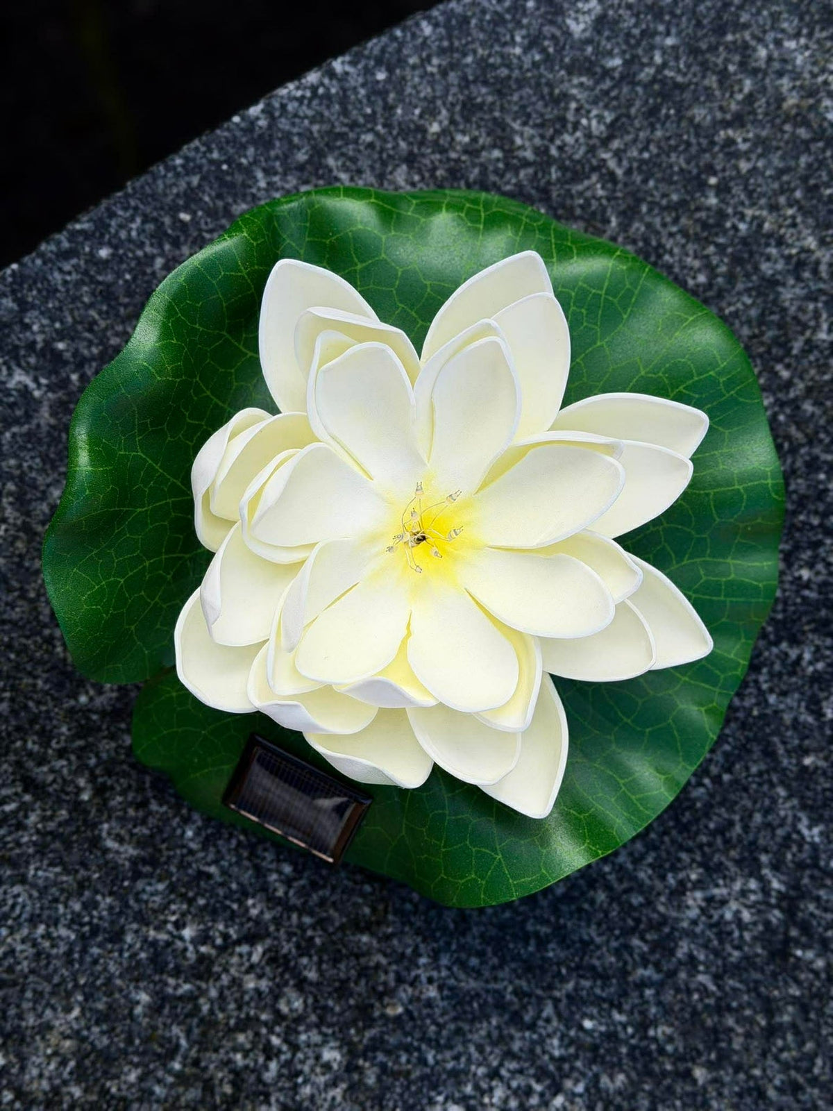Lotus solaire – Blanc