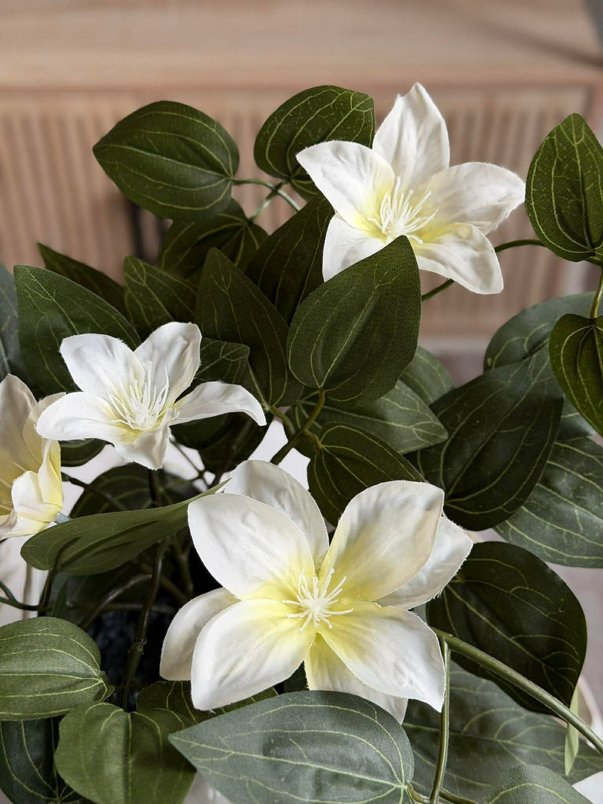 Plante suspendue - plusieurs couleurs
