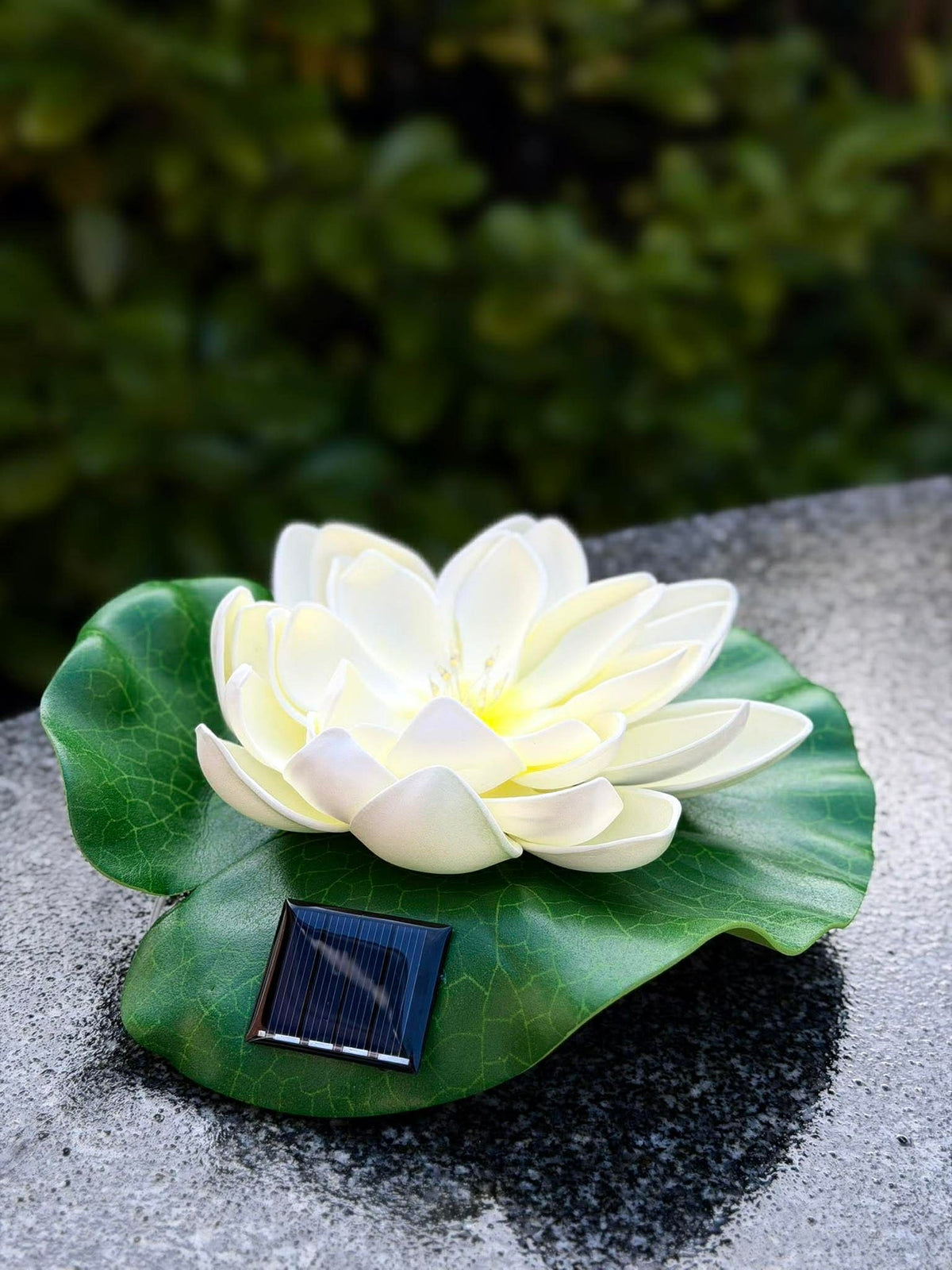 Lotus solaire – Blanc