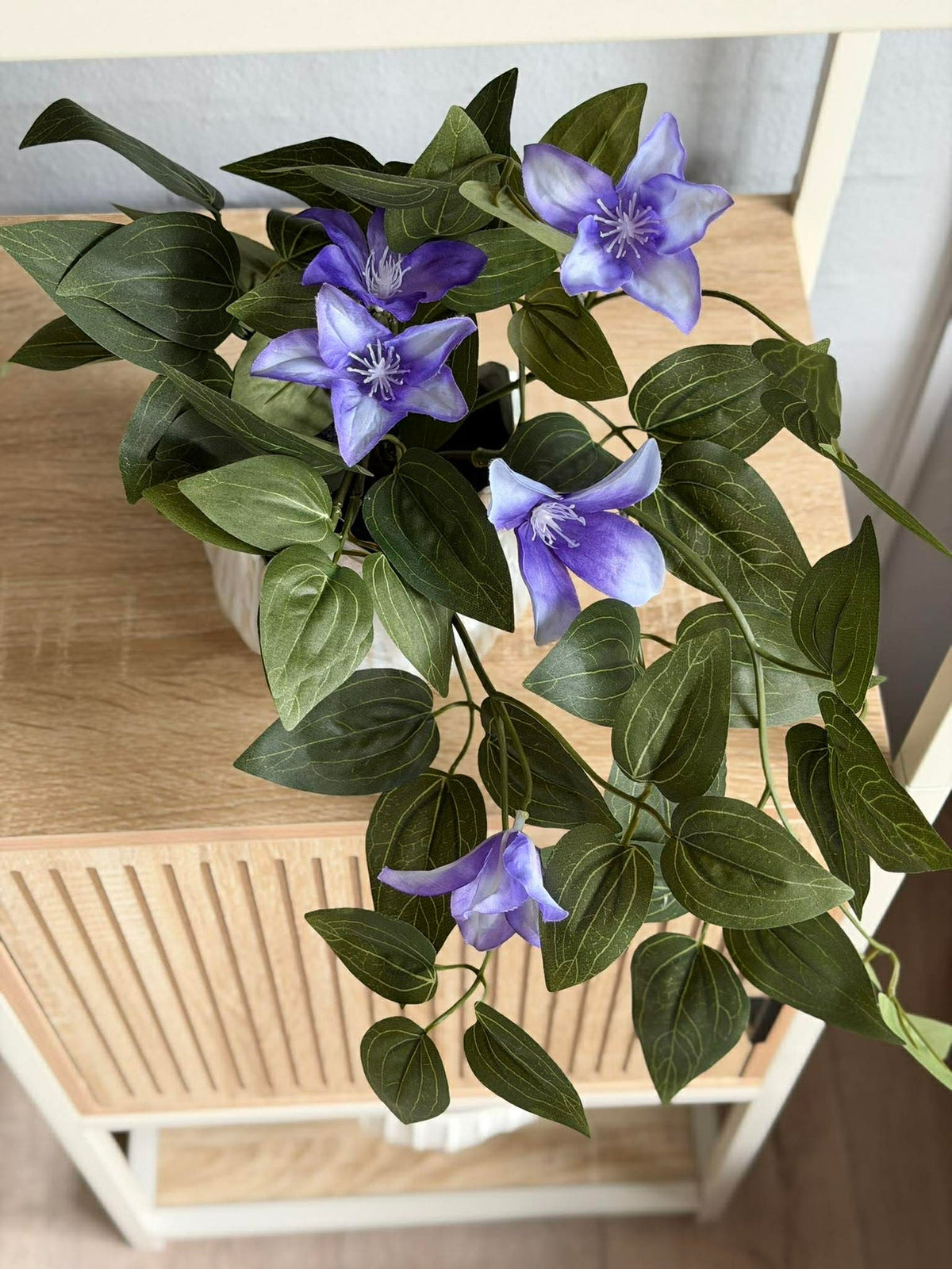 Plante suspendue - plusieurs couleurs