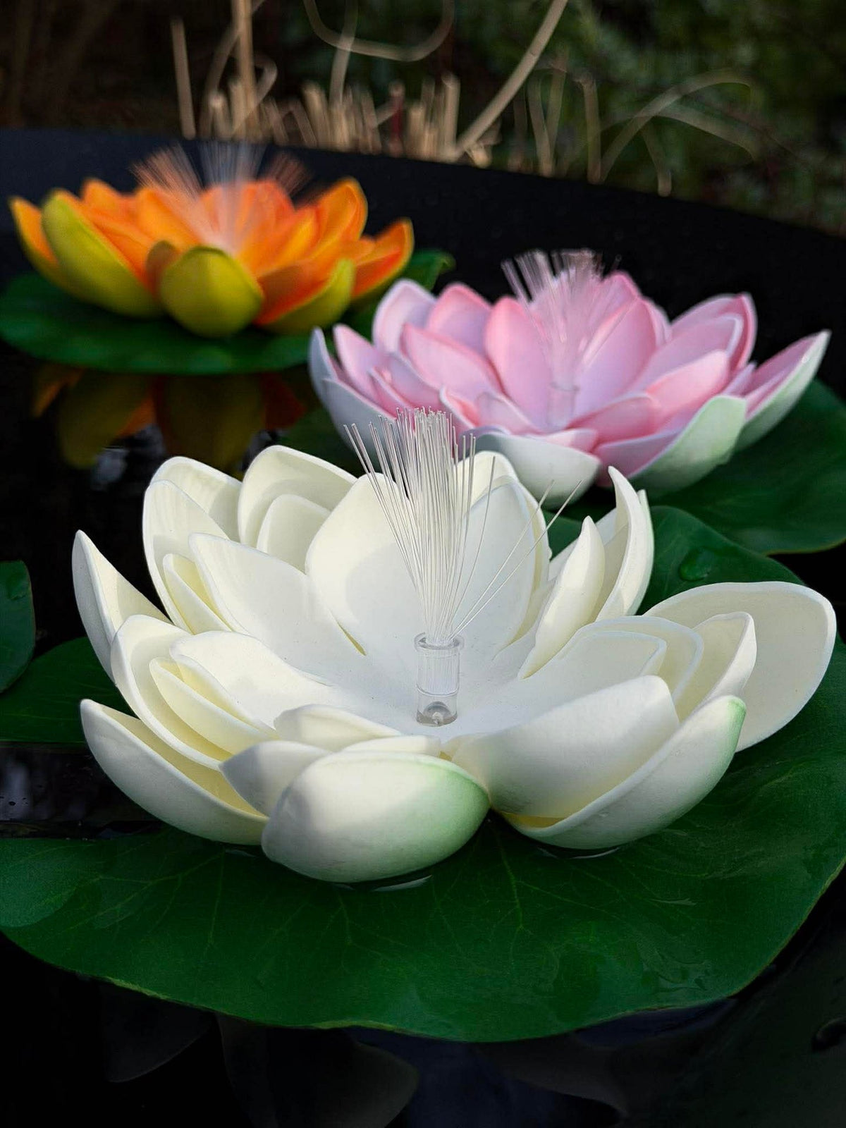 Lotus avec solaire - Plusieurs couleurs