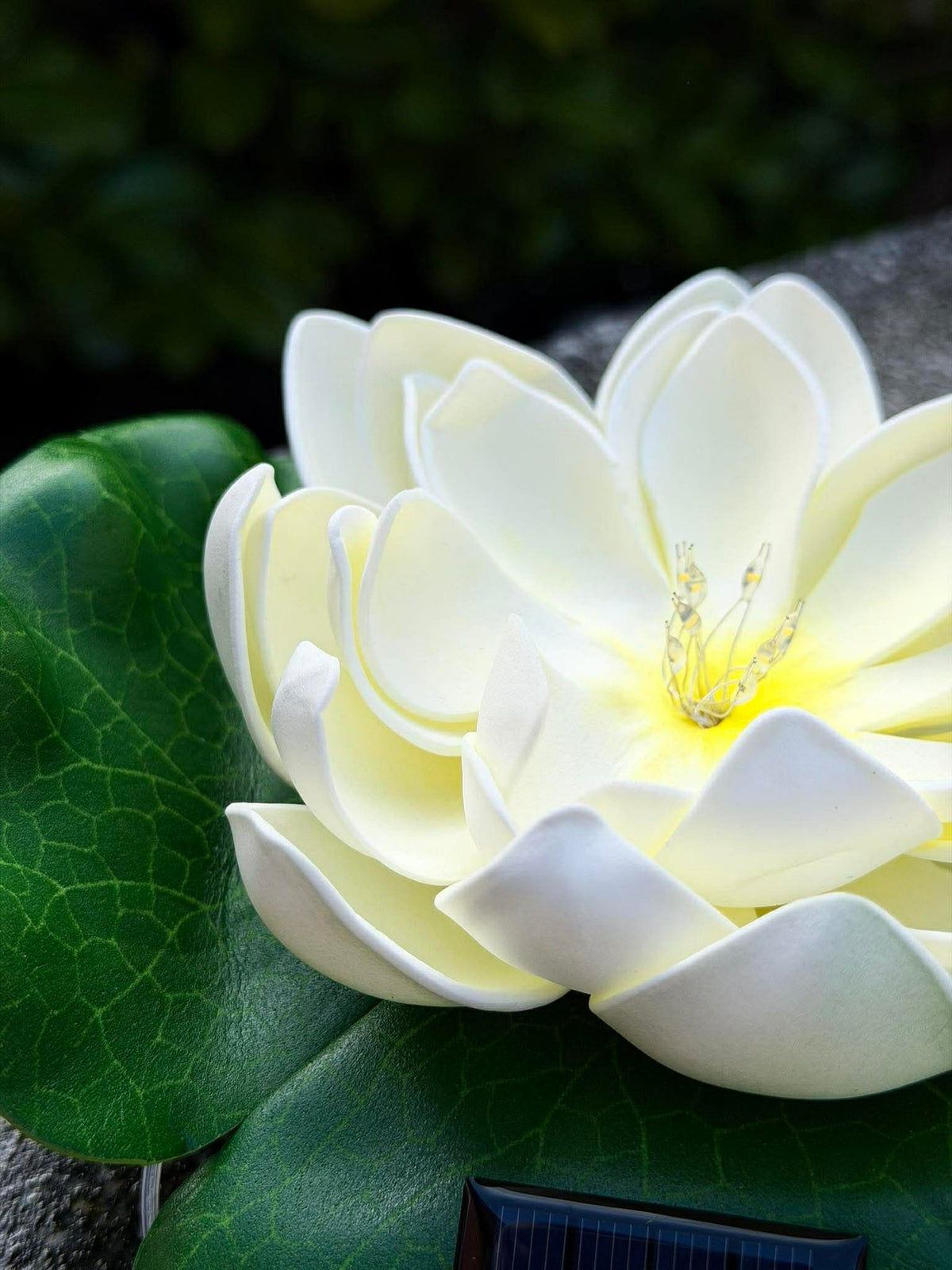 Lotus solaire – Blanc