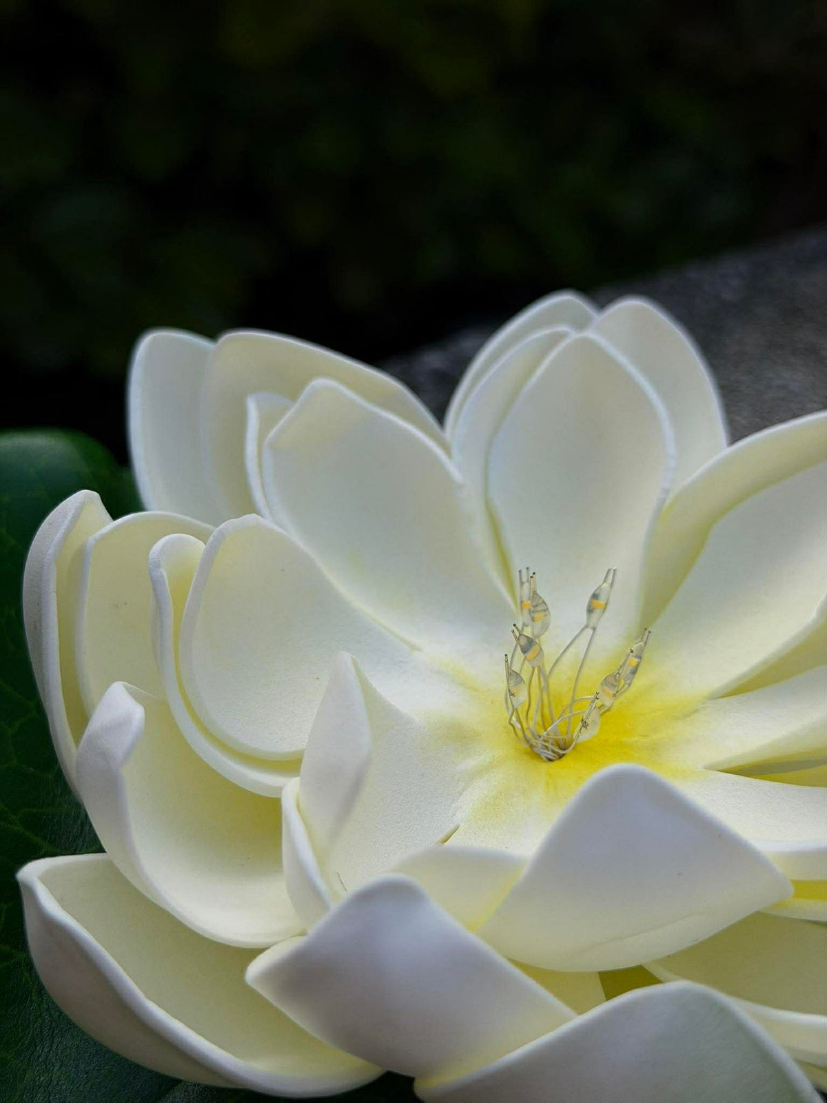 Lotus solaire – Blanc
