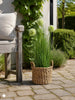 Herbe et fleurs d’allium en pot
