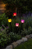 Tulipan Solar - Plusieurs couleurs