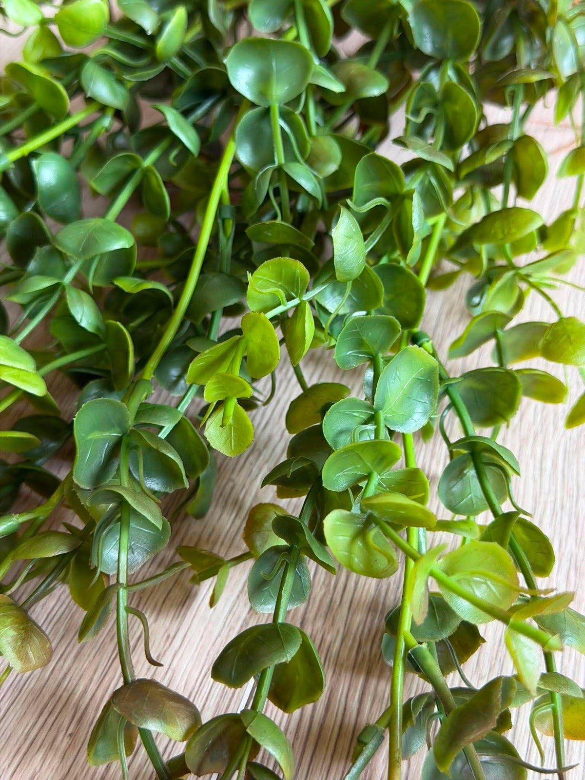 Plante retombante sur tige