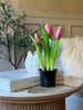 Tulipe en pot - Rose foncé avec 3 fleurs