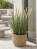 Queue de lièvre en bouquet pour l’intérieur et l’extérieur - 75 cm