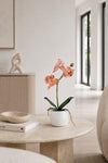Orchidée en pot - Rose 36 cm