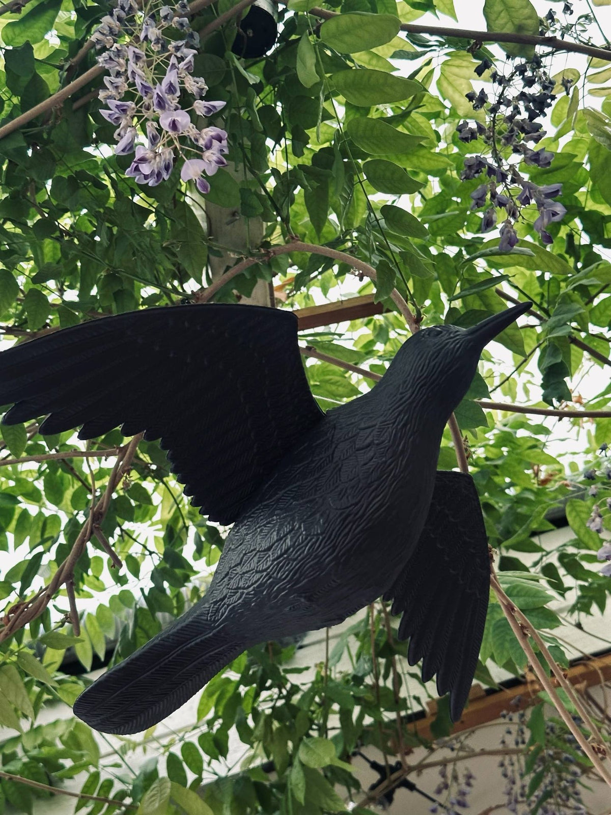 Oiseau - RAVEN BLACK