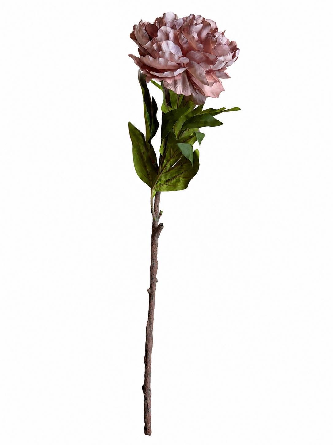 Pivoine - Rose poudré