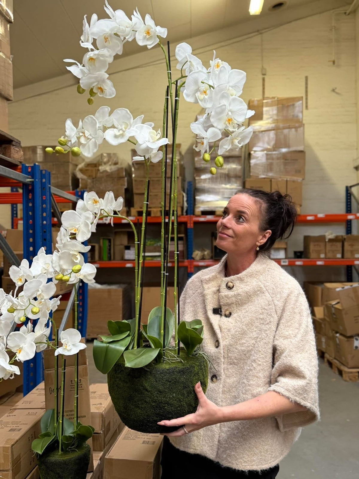 Orchidée 115 cm