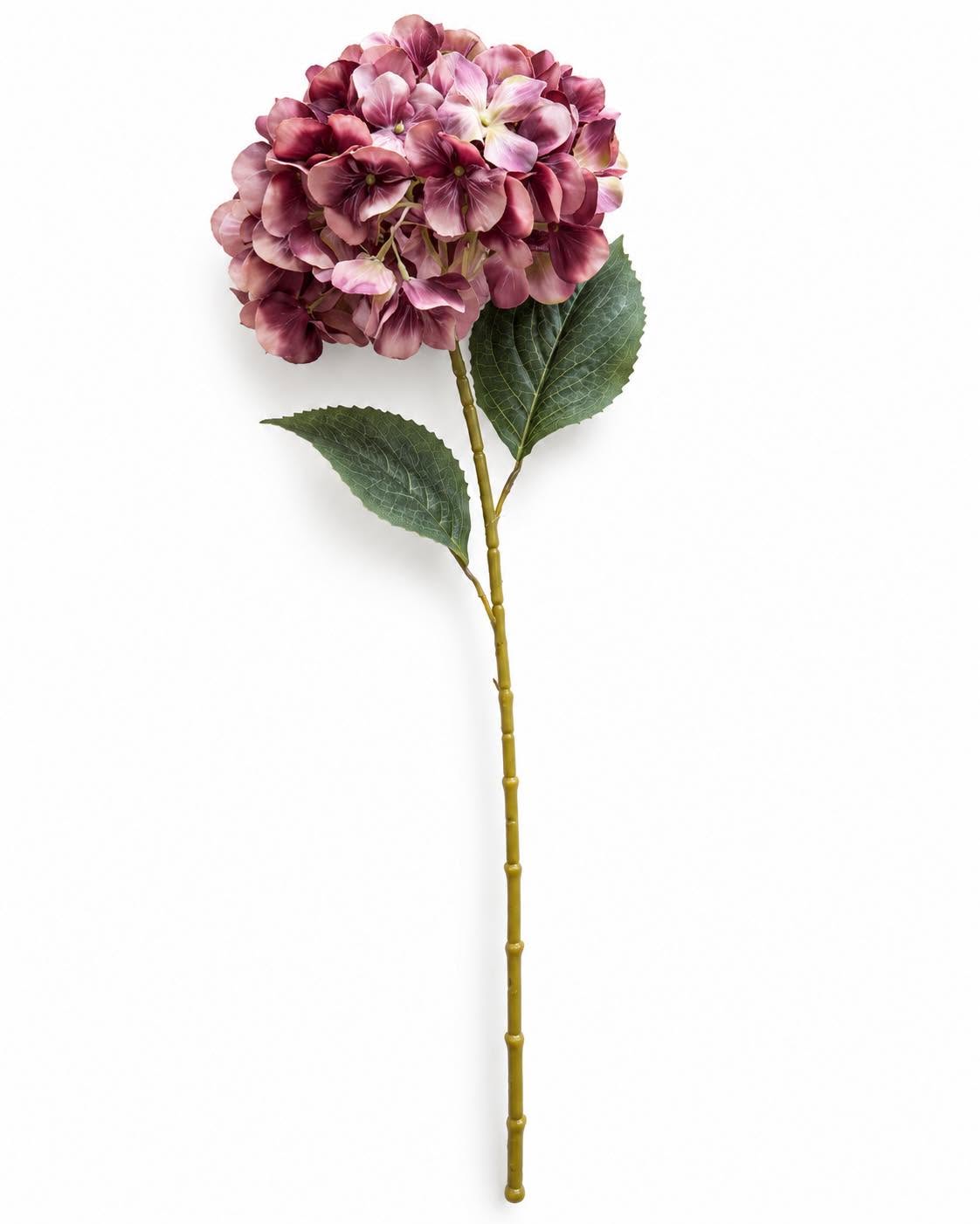 Hortensia couleurs brûlées - Mix