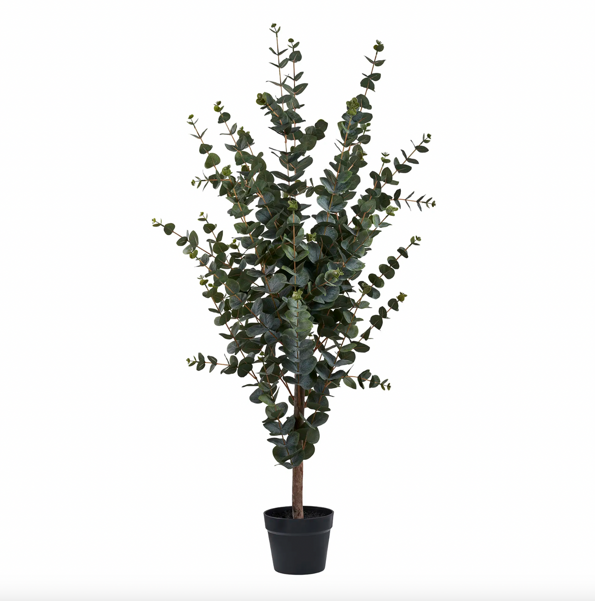 Eucalyptus