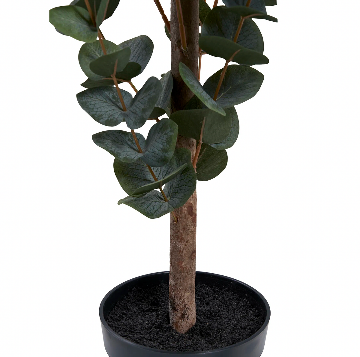 Eucalyptus