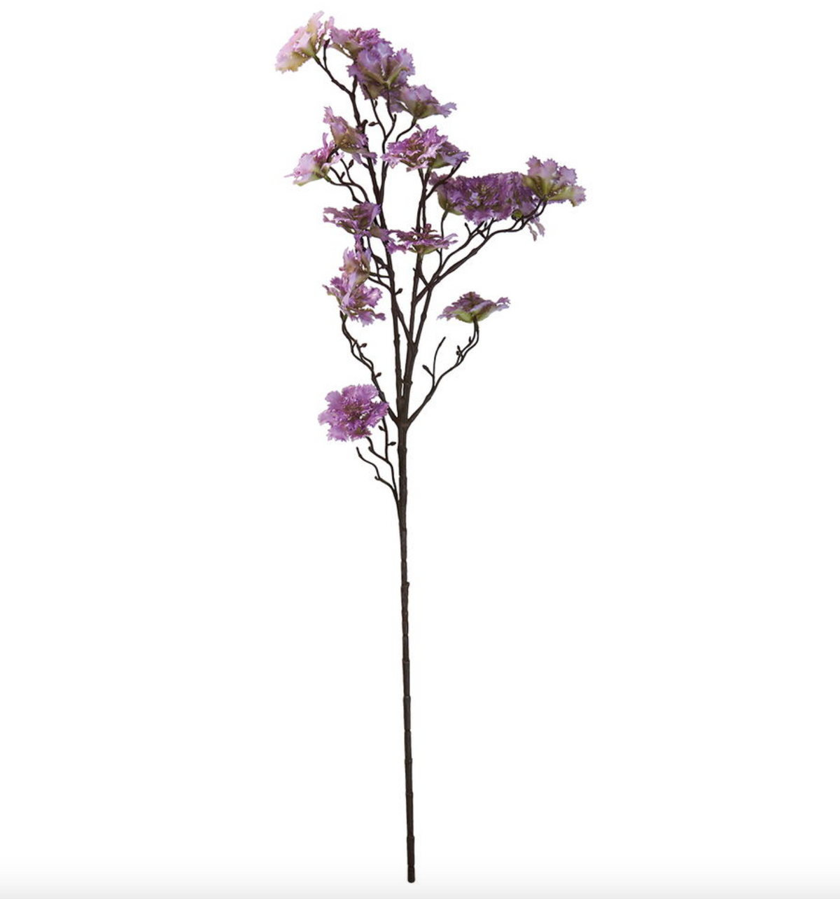 Fleur d’œillet