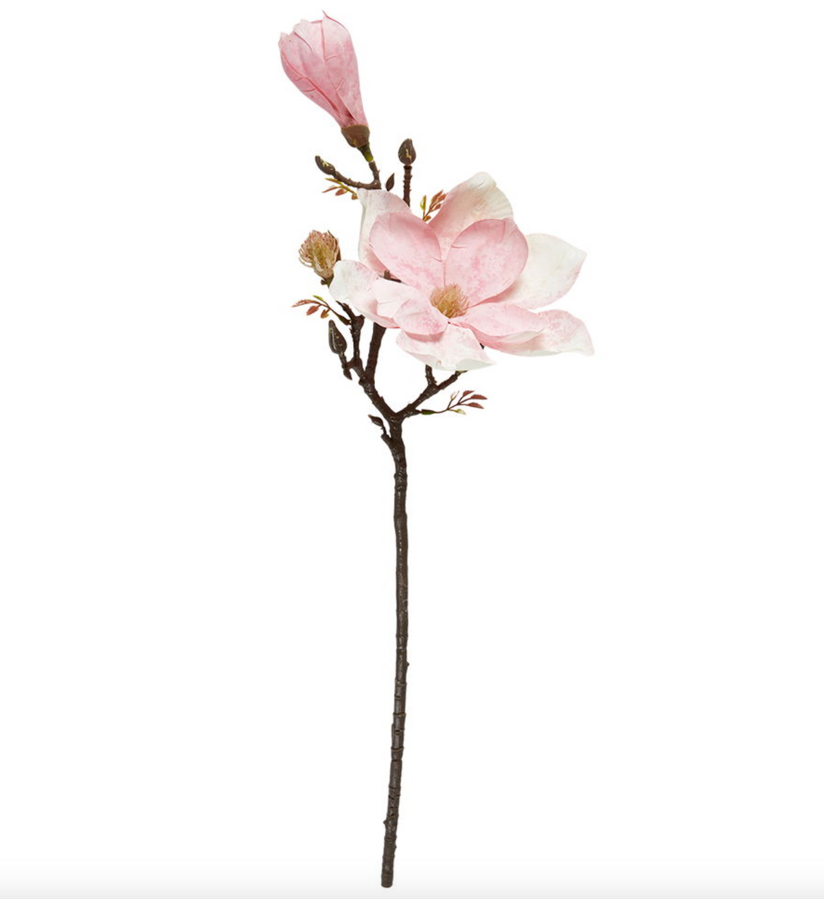 Tige de fleur magnolia