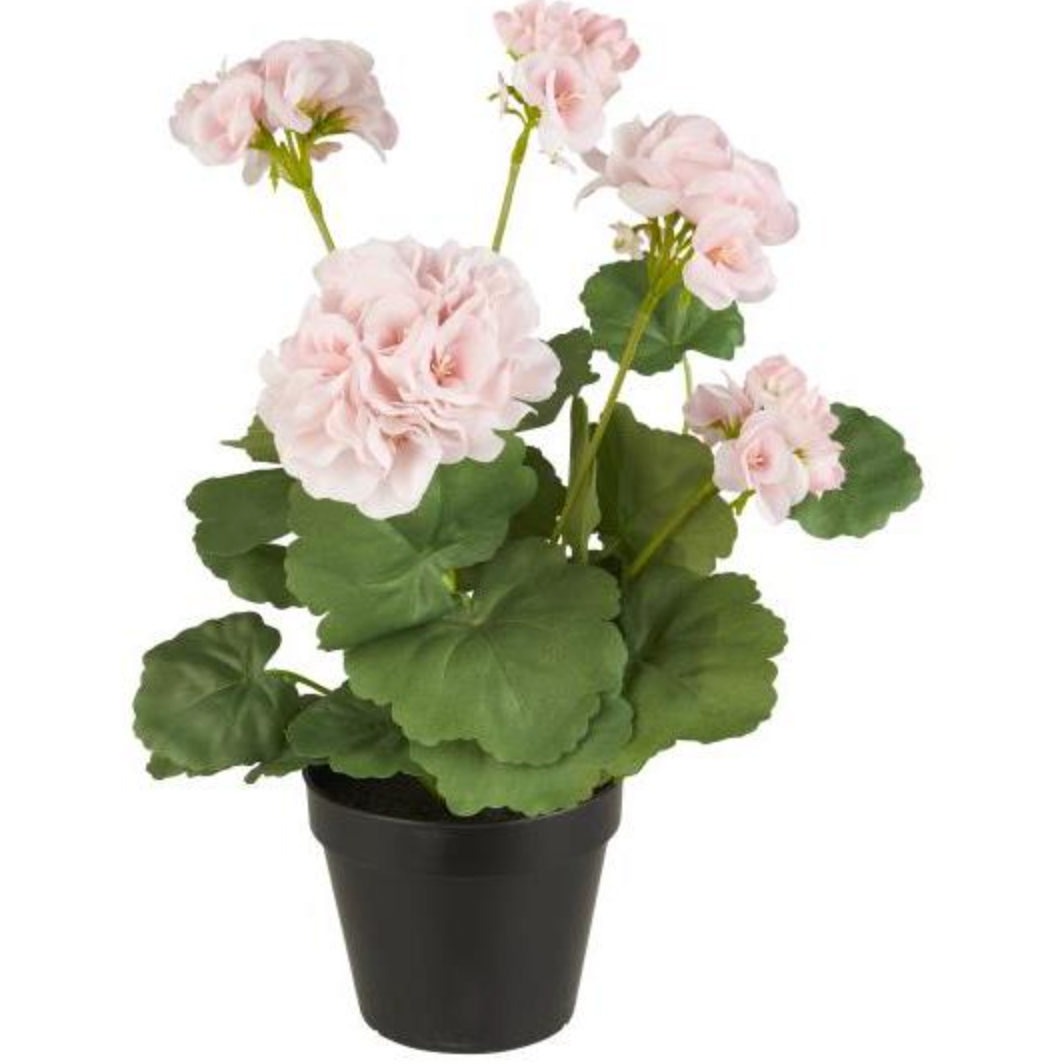 Géranium Fleur