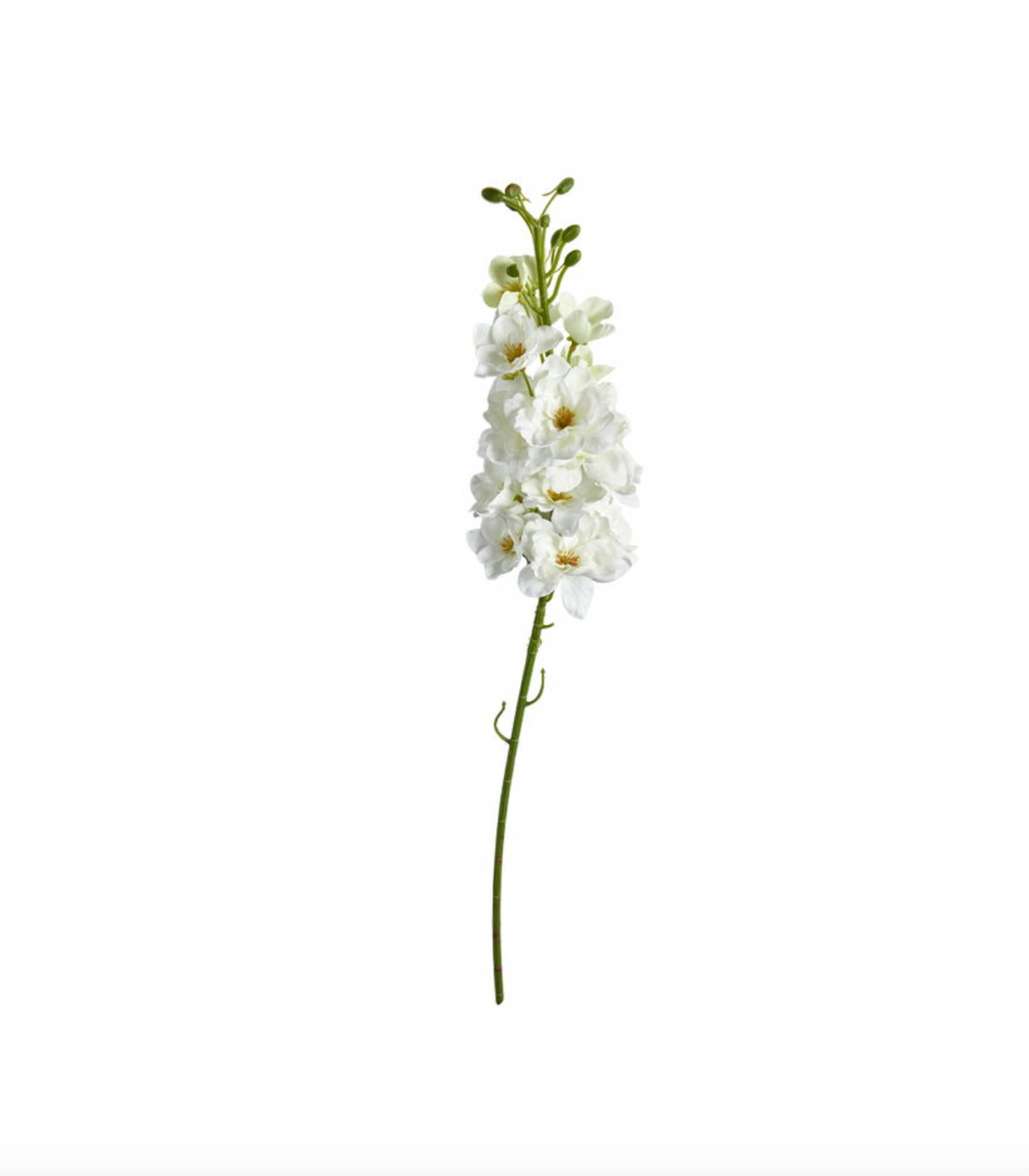 Tige de dauphinelle