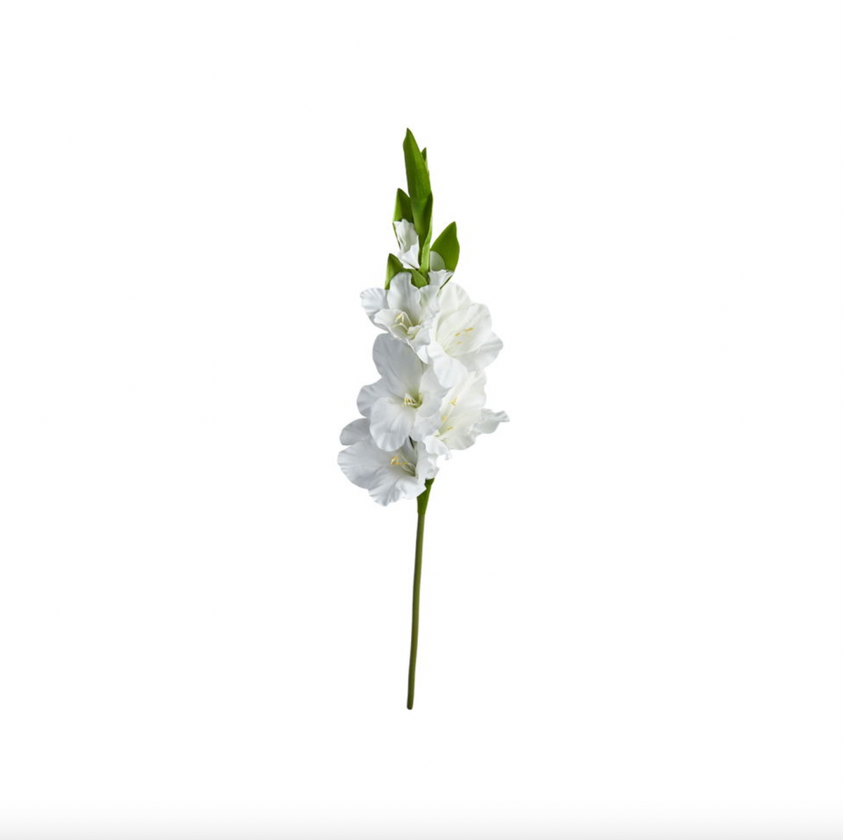 Tige de gladiolus
