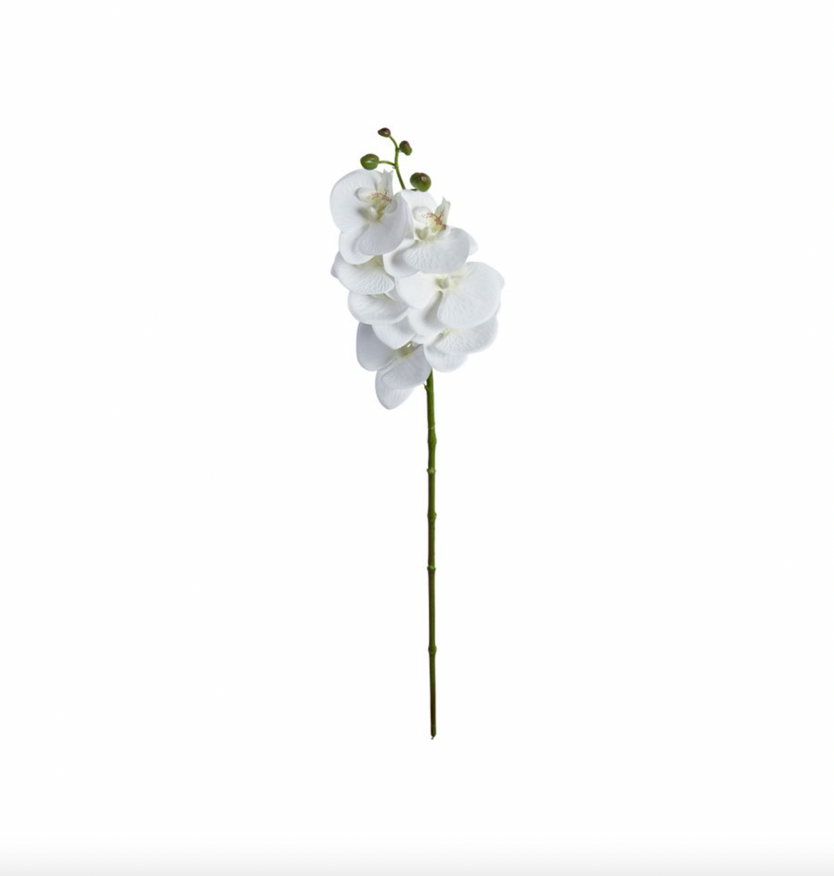 Tige d’orchidée