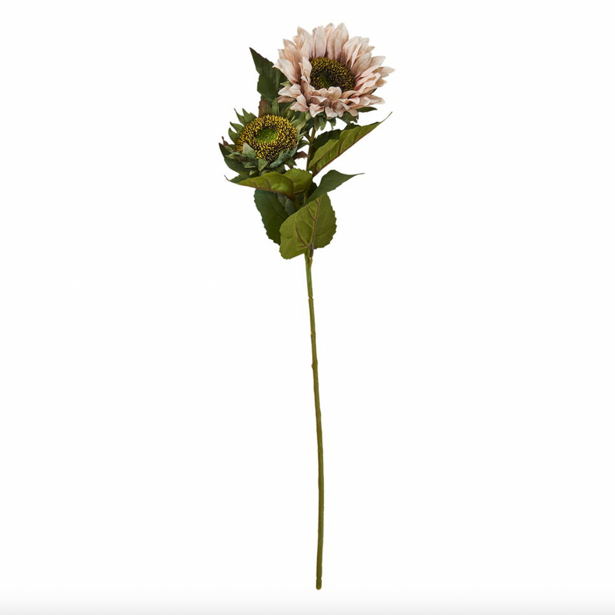 Tige de tournesol