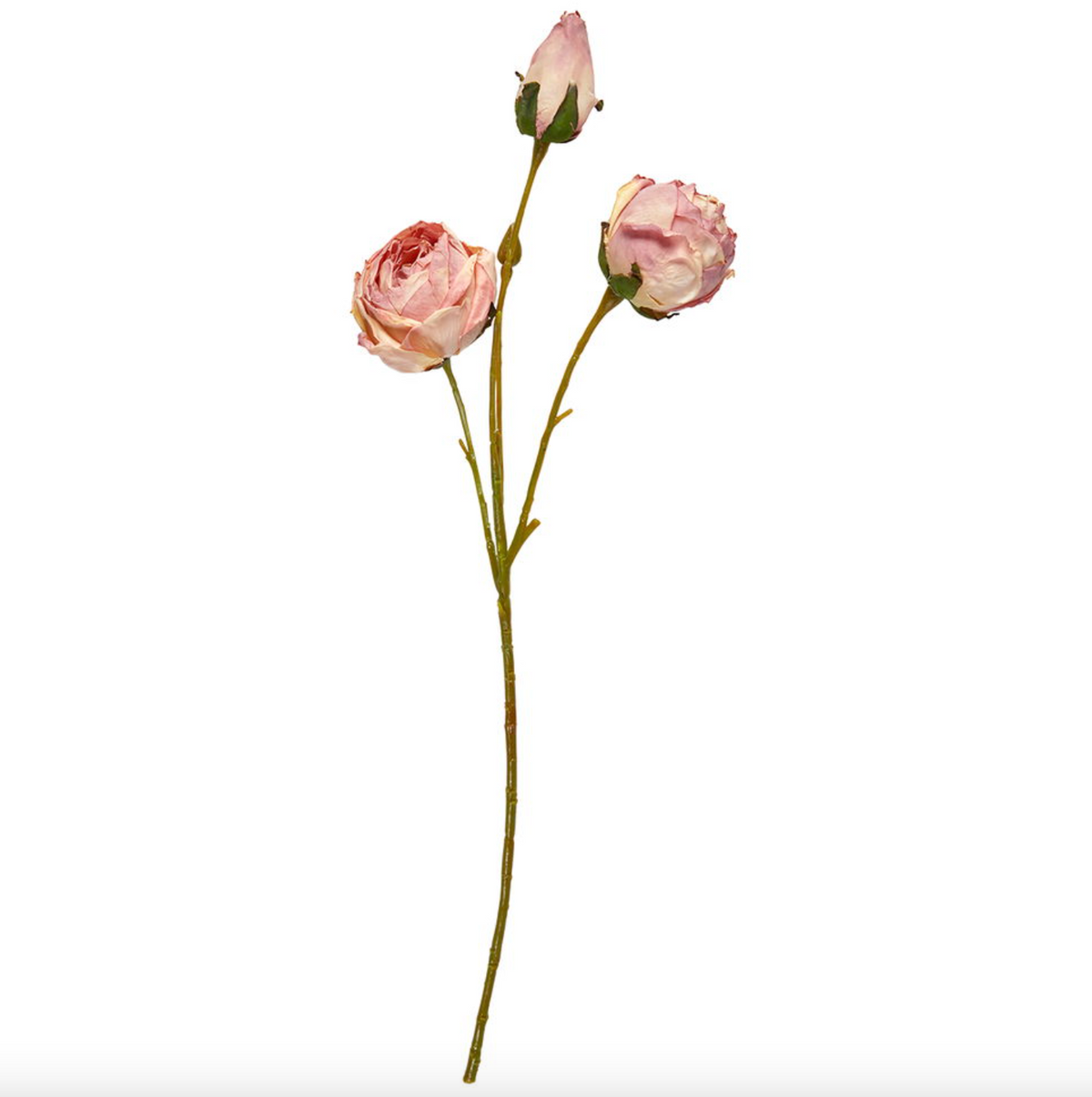 Tige de rose