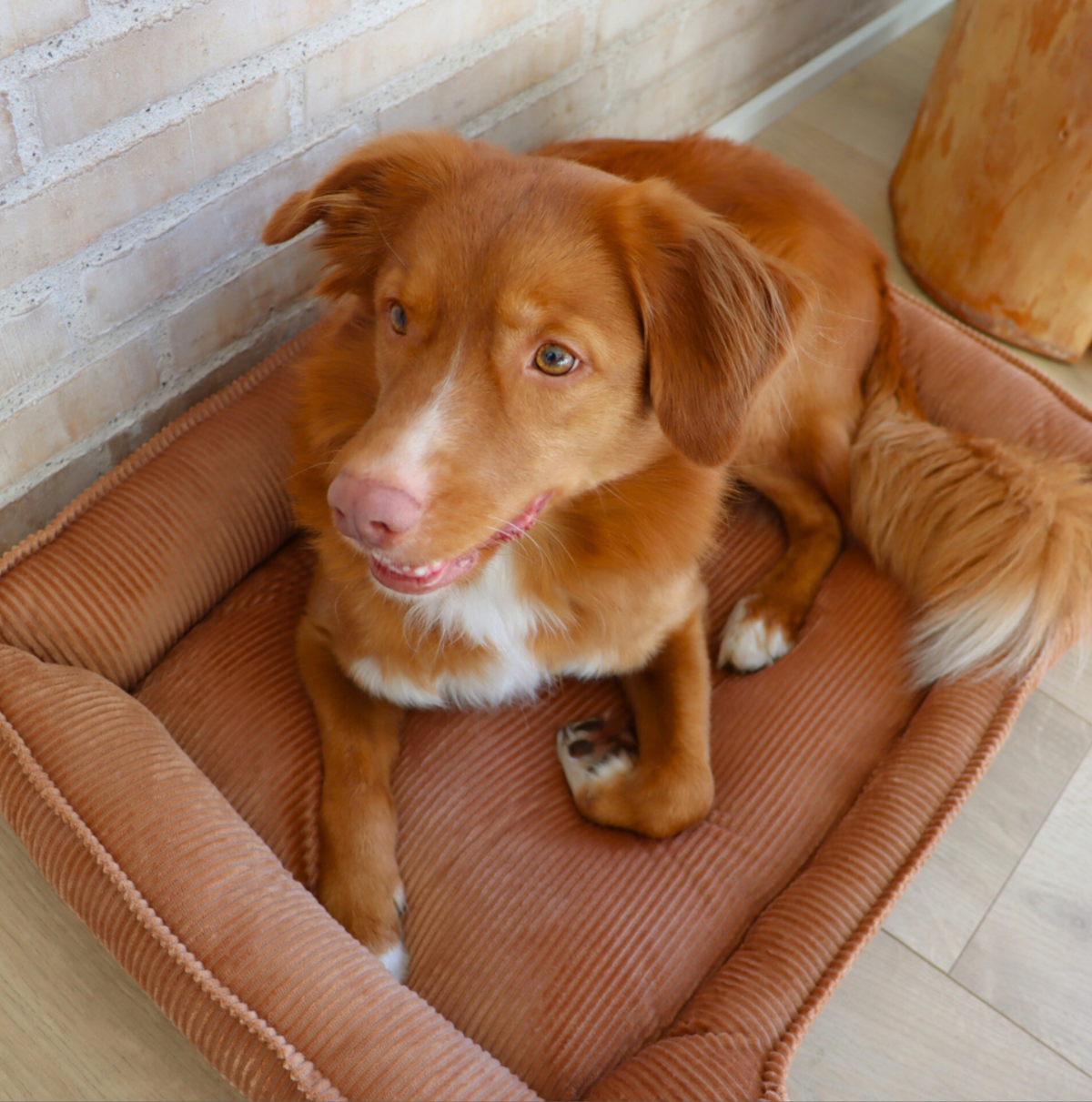 Panier pour chien en velours 70x52 cm