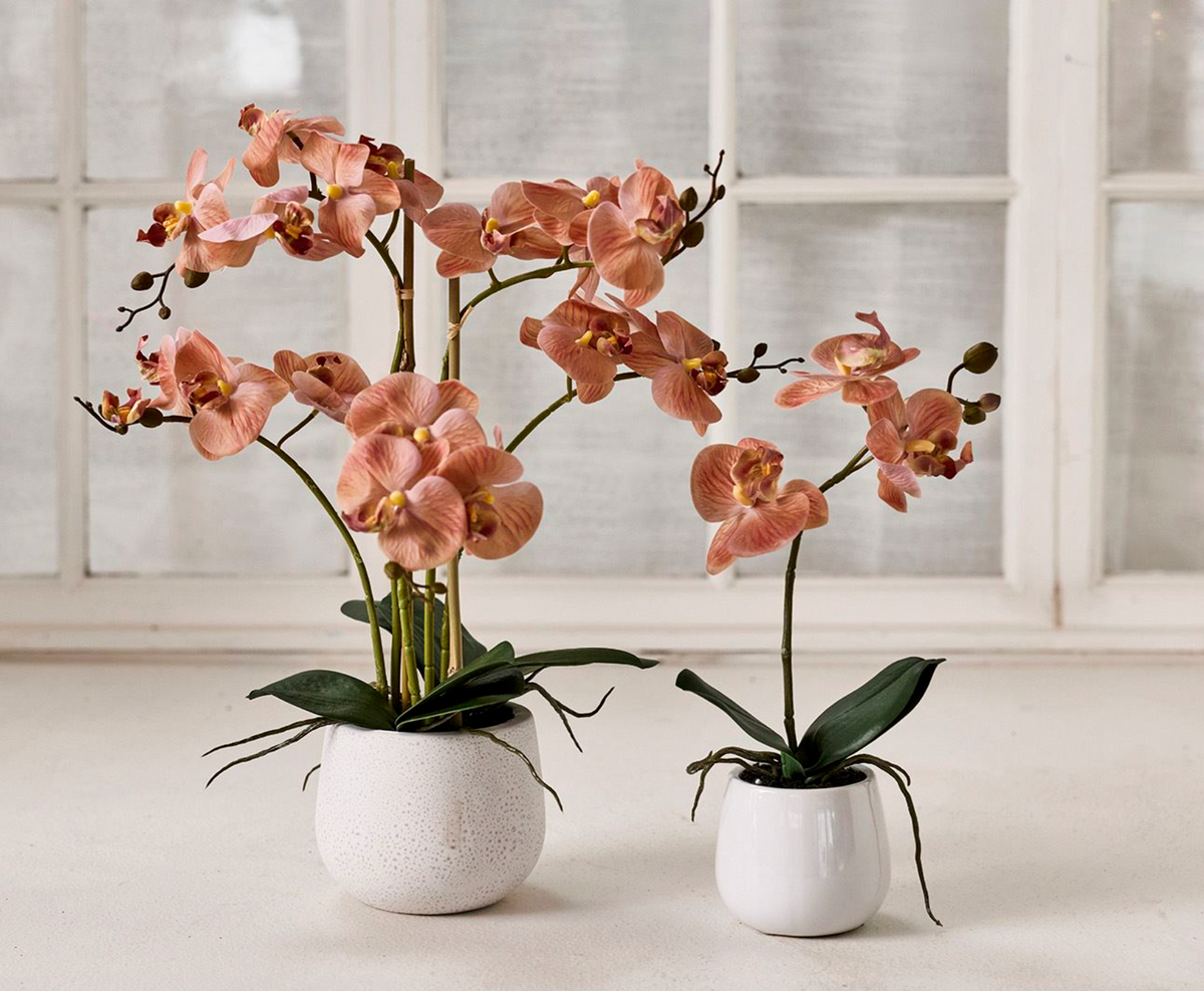 Orchidée en pot - Rose 50cm