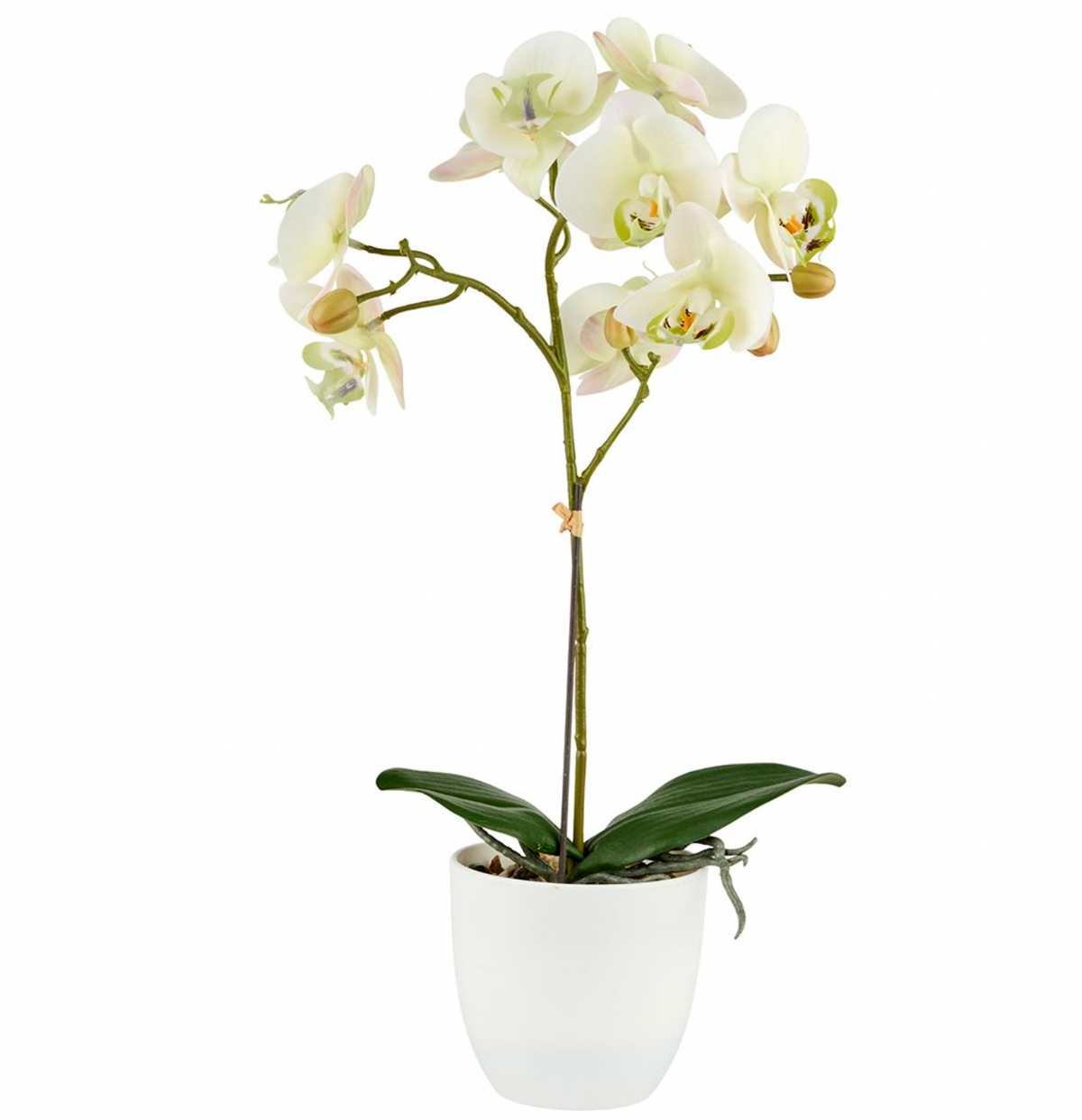 Orchidée en pot - Lime 50 cm