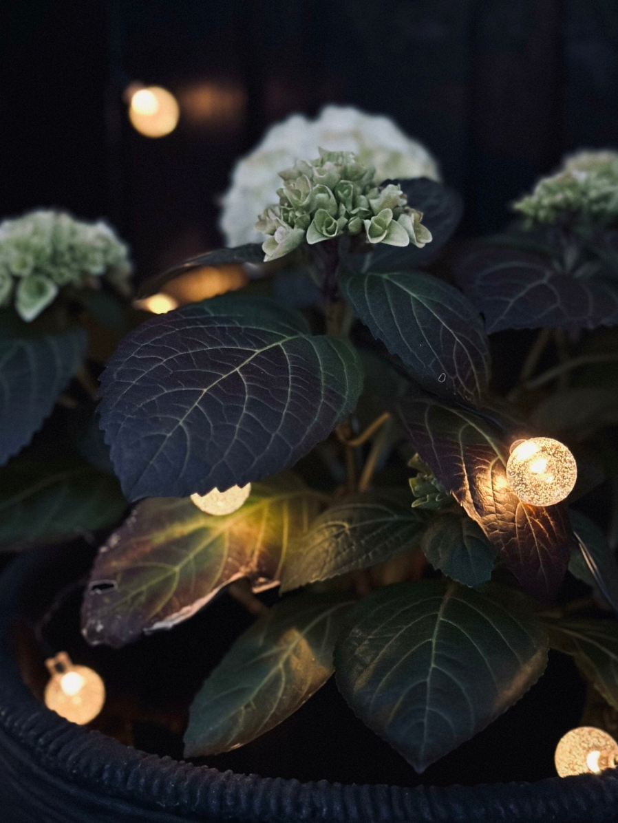 Guirlande lumineuse Bella avec panneaux solaires - 50 LED