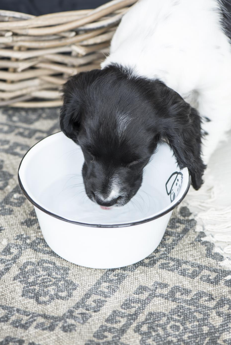 Gamelle pour chien en émail - Petite