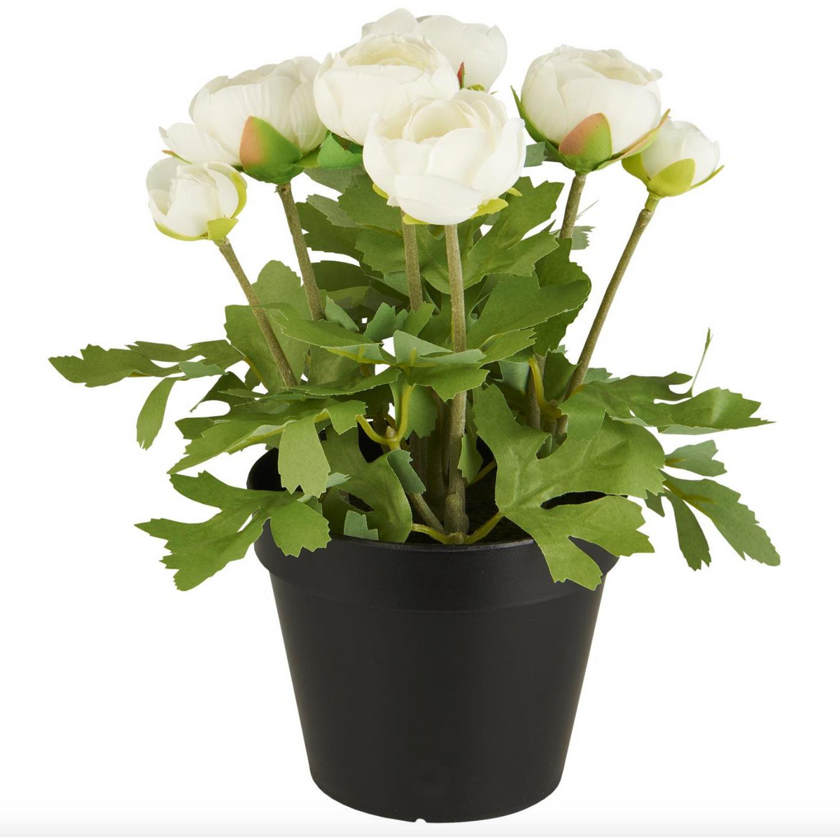 Renoncule en pot - Blanc