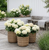 Paniers à plantes RATTAN – Lot de 3 tailles
