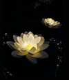 Lotus solaire – Blanc